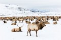 17 National Elk Refuge, wapiti